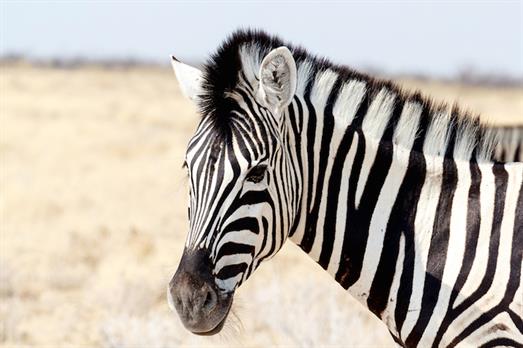 black white hat seo techniques